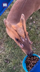 409K views · 5.3K reactions | God broke the mould making this species of deer! 歷 | Daily Mail Video | Facebook