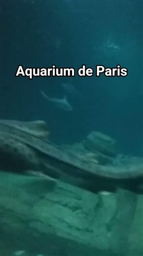 Aquarium de Paris, #randomvoyage #travel #parisdiaries #youtubeshorts #shorts #ytshorts #shwetavlog