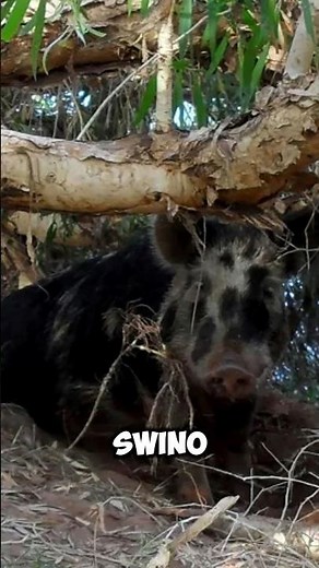 This Pig Got Drunk, Stole Beer and Brawled with a Cow! #shorts #factshorts