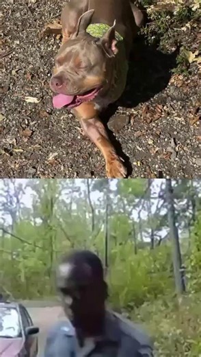 Owner IDs NY Trooper, Sues Over Dog Shooting 📍 Location: Fallsburg, New York 📹 Ring camera video shows a New York State trooper, now identified by Dog Dad Damien Lopez and his attorney, as Trooper Matthew A. Grant. Grant was reportedly caught on that ring cam shooting Pumpkin who later had to have one leg amputated. ⚖️ Legal Action: Lopez now suing the state and the trooper, bringing to light the officer's alleged past incidents and demanding accountability. But it doesn't end there. Yet anoth