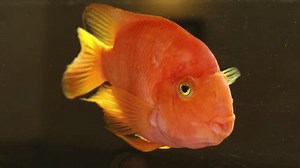 View of discus fish swimming in planted aquarium. Tropical fishes. Beautiful nature backgrounds. Hobby concept.