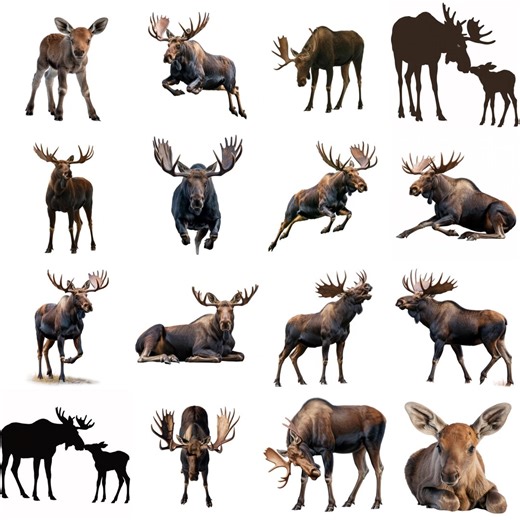 Moose Clipart Bundle 28 PNG Realistic Bull Moose Sublimation Forest Wildlife Print Cow and Calf Silhouette Digital Download Files - Etsy