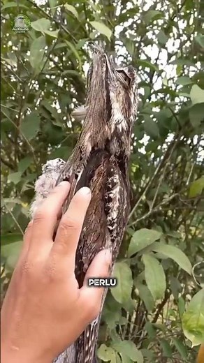This Bird Disappears Without Hiding