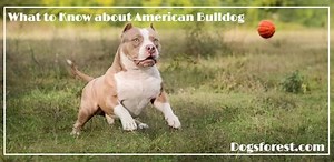 American Bulldog Growth Chart (Weight Chart & Size Chart)