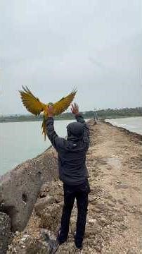 training the strength of macaw wings #parrot #animals