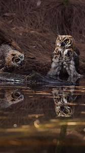 12K views · 1K reactions | Have you ever seen a Great Horned Owl bathing? How about two? | video ©: Rosana Cardoso #birdsofprey #owl #EagleWatch #greathornedowl | Eaglewatch NL | Facebook