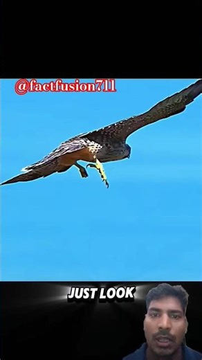 Falcon Training Pays Off! Practice Turns Into a Perfect Hunt! #animals #birds#falcon #factfusion711