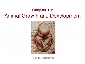 Chapter 10: Animal Growth and Development - SlideServe