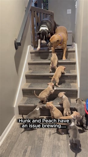 Hunk & Peach throwing puppies off the stairs!#peach #hunk #tapdance #funnydogs #puppy #drillsargeant #fosteringsaveslives #pawsitivetailskc | Pittiehoarder