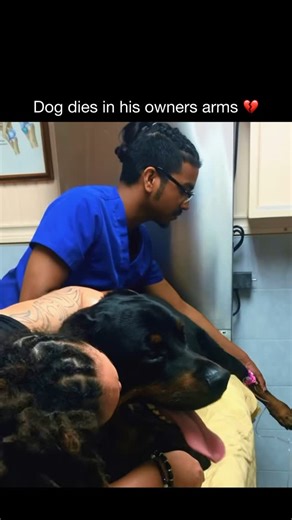 @petreplies on Instagram: "Dog dies in his owners arms 💔 • #grief #funeral #seniordog #euthanasia #petsagram #sad #emotional #puppylove #puppies #puppylover #rottweiler #rottweilers #goldenretrieverlove #germanshepard #beagle #dauschund #pugs #pitbullpuppy #pomeranian #doglover #ilovedogs #hurt #painful #cemetary #heartwarming #heartbroken #saveanimals #reelsviral #furryfriends #doggy"