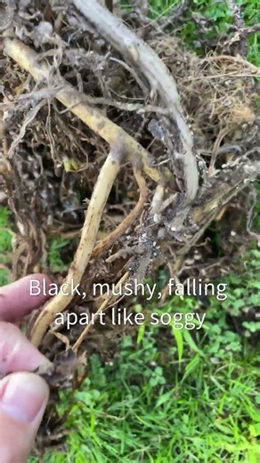 Another One for the Plant Cemetery 💀🌿