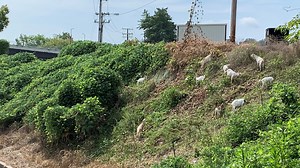 Kudzu-eating goats cleaning up campus