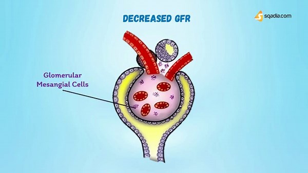 What is Glomerular Filtration Rate (GFR)?