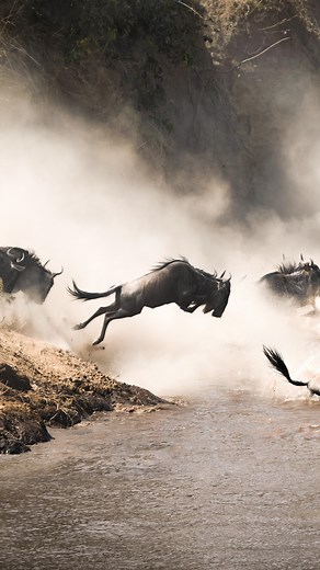 The Great Migration nature’s greatest show on earth. Over a million wildebeest and zebras move across the Serengeti in search of fresh grazing, following the rhythm of rain and survival. It’s raw, real, and absolutely breathtaking to witness up close. Join us in experiencing this once-in-a-lifetime journey with Beyond the Wild Expeditions where every moment in the wild tells a story. “𝙎𝙚𝙘𝙪𝙧𝙚 𝙮𝙤𝙪𝙧 𝙪𝙣𝙛𝙤𝙧𝙜𝙚𝙩𝙩𝙖𝙗𝙡𝙚 𝙖𝙙𝙫𝙚𝙣𝙩𝙪𝙧𝙚 𝙩𝙤𝙙𝙖𝙮” 𝙒𝙝𝙖𝙩𝙨𝙖𝙥𝙥 ☎: 𝟐𝟓𝟓𝟕𝟓𝟑