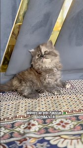 Persian kittens in Pakistan with home delivery/Cats wholesale market in Pakistan #cat #kitten #pets