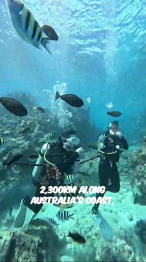 Great Barrier Reef 🐠 | Explore the World's Largest Coral Reef System #facts