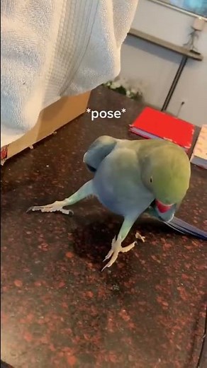 How to Woo a Girl, According to Beaker the Parrot || ViralHog