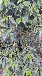 3.9K reactions · 119 shares | Chiroso rompe récord mundial Black Moon...