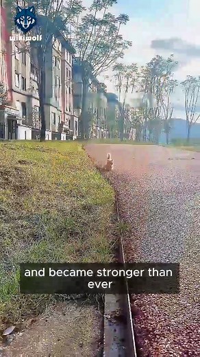 Wikiwolf on Reels | Facebook