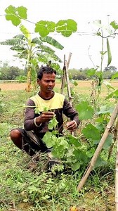 Taking Care of Ridge Gourd Field: Hi Friends, The farmer shown in this reel has cultivated ridge gourds. The farmer was guiding ridge giurd plants into the frame he made earlier. It becomes easier to take care of plants. It also eases harvesting and other agricultural operations. #ridgegourd #fbreelsfypシ゚viralシ #reelschallenge #fb #reels #ridgegourd #fbreels #agritechnology #agriculture #kisan #krishi #farmer #olericulture #agriculturetechnology #agricultura #horticulture #horta #gourds #gourd #