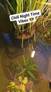 37K views · 343 reactions | Fish ponds dont have to be dark at night ;) usb powered mini light! #fish #pond #relaxing | Aquapros | Facebook