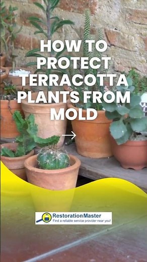Stop Mold on Terracotta Pots! | Mold Prevention Tips from Restoration Pros 🪴 #moldprevention