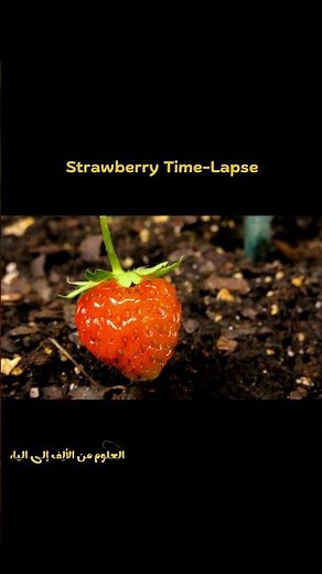 Strawberry Growth Time-Lapse 🍓🌱 Nature in Fast Motion!
