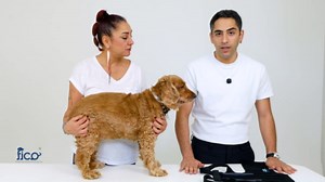 Dog Back Brace – Adjustable Spine Support for IVDD, Arthritis & Post-Surgery Recovery – Lightweight, Durable & Vet Approved – 5 Sizes (XS–XL) (Large)