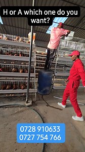 🎥🐔 H-TYPE & A-TYPE CHICKEN CAGES 🐔🎥 Built for serious poultry farmers Looking for cages that turn every bird into profit? This is it 👇 🔷 H-TYPE CAGES ✔️ Maximum birds, minimum space ✔️ Easy feeding & egg collection ✔️ Strong, durable & commercial-grade ✔️ Best for large-scale layer farming 🔺 A-TYPE CAGES ✔️ Better airflow & natural light ✔️ Healthier, stress-free birds ✔️ Easy cleaning ✔️ Ideal for small & medium farms ✨ Why farmers choose us ✅ High-quality galvanized cages ✅ Long-lasting