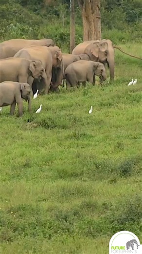 9.3K views · 457 reactions | ❤❤ Mittlerweile selten, Asiatische Elefanten in der Wildnis!!! #asianelephants #stopelephantabuse #elephantfamily #artenschutz #conservation #SaveAsianElephants #worthmoealive #futureforelephants Video via Pixabay | Future for Elephants e.V. | Facebook