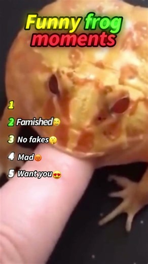 Ranking Funniest Frog Moments 😂💀 #frog #shorts #funny