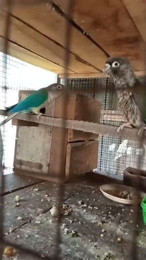 Video of two birds💚