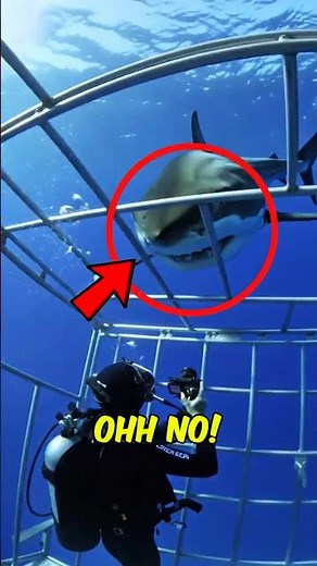 Top 3 Animals You Should NEVER Swim With #OceanDanger #SharkFacts #WildlifeFacts