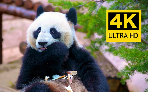 【4K】超高清野生动物合集 / 来源：8K VIDEOS HDR 60FPS