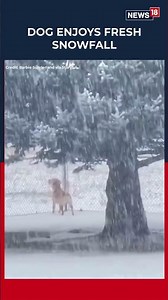 A Dog Enjoyed Frolicking Through A Snow-Covered Yard In Northern Utah | N18S #Shorts | News18