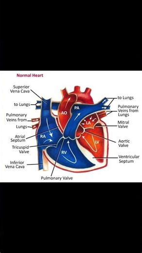 Anatomy of the heart and the blood flow #cardiaceducation #ekgbasics #ekgstudent #heartanatomy