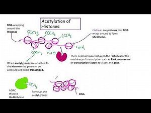 Acetylation AQA Biology A level