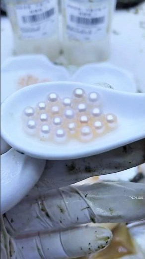 Discover the Elegance of Freshwater Akoya Pearls | Classic Beauty and Quality Craftsmanship #pearl