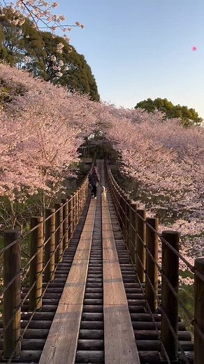 穴場の桜、花見スポット Japanese cherry blossoms #桜 #花見 #cherryblossom @JPN🇯🇵ガラス玉【旅行.絶景.おすすめスポット紹介】 @JPN🇯🇵ガラス玉なこち