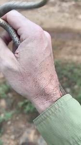 42K views · 363 reactions | Chihuahuan Hook-Nosed Snakes, amongst many small fossorial snake species use "cloacal popping" as a defense mechanism. Basically they fart when they are scared. | Rattlesnake Solutions | Facebook
