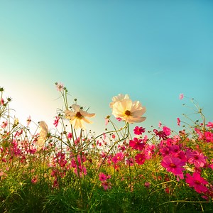 Counting All The Things (K-12) [video] - YouCubed