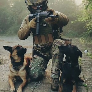 Le berger malinois très puissant. | Web Exploit Plus