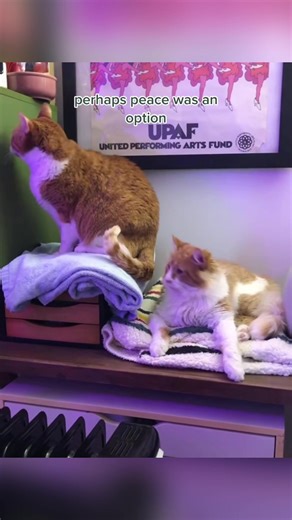 Two Dramatic Cats Show Their Personality