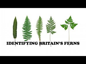 IDENTIFYING BRITAIN'S FERNS - basics and dips into the difficult