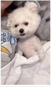 Dogs Talking in Sleep & Wild Zoomies Compilation