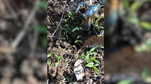 7K views · 100 reactions | Did you know there are several species of blue crayfish native to Georgia? This one was found in someone's backyard! Many of the crayfish species found in Georgia are considered rare or protected species. Learn a pinch of information about Georgia's native crayfishes here: https://georgiawildlife.com/species #georgia #wildlife #crayfish #crawfish #coolcritter #blue #neature | Wildlife Resources Division - Georgia DNR | Facebook