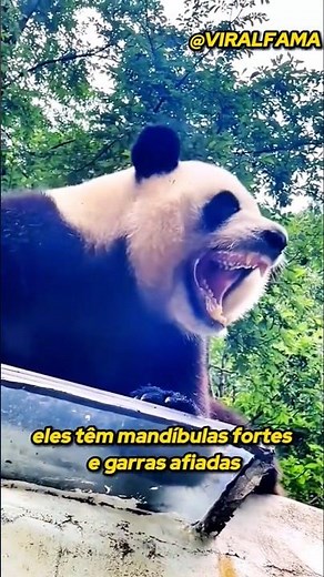 Are pandas aggressive towards humans? Can we domesticate them?