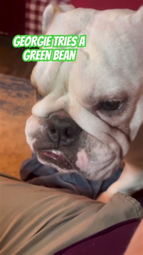 Official taste tester #youtubedogs #bulldog #funnydogs #funnypets