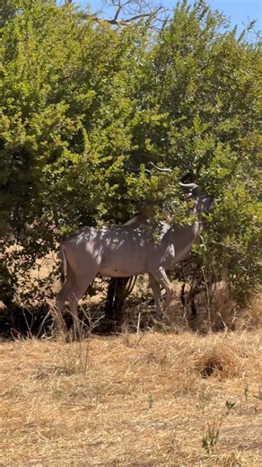 Visit Tanzania on Instagram: "Herd of Greater Kudu | Did You Know? The Greater Kudu is one of Africa’s most elegant antelopes, easily recognized by its long spiral horns (found only on males) and beautiful white body stripes that provide natural camouflage in woodlands and savannas. Living in small, loosely bonded herds, kudus rely on sharp hearing, incredible agility, and powerful leaps—they can clear obstacles over 2.5 meters high when escaping predators. Despite their size, they are shy and p