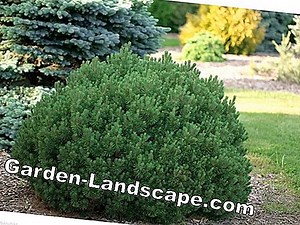 Növények: Dísznövény Banán, Ensete Ventricosum - 13 Tipp Az Ápoláshoz És A Telezéshez | 2025